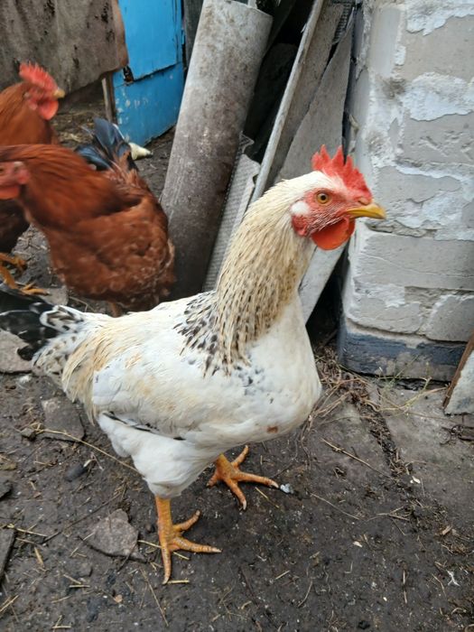 Продам молодих півників