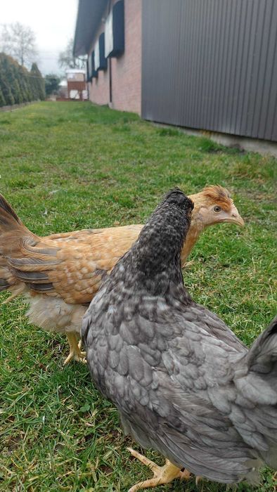 Green Shell Zielone Jajka Kury