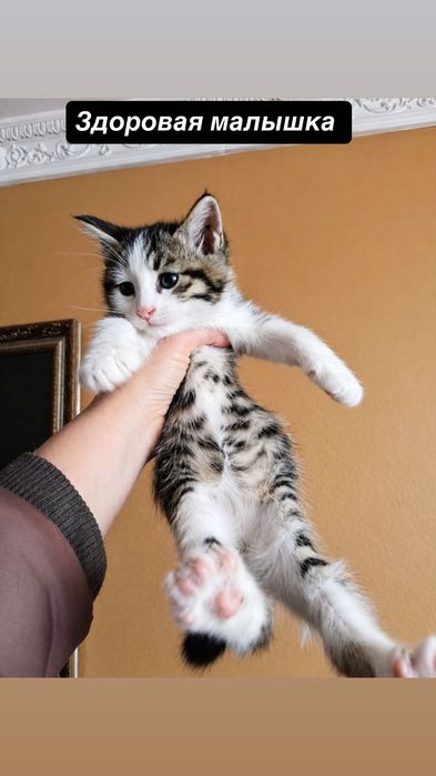 Много котят бесплатно