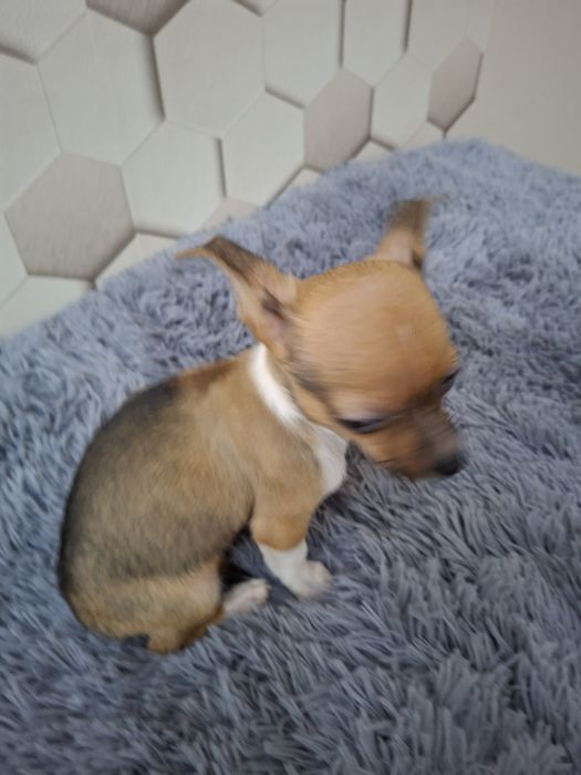 Pies Chihuahua krótkowłosy