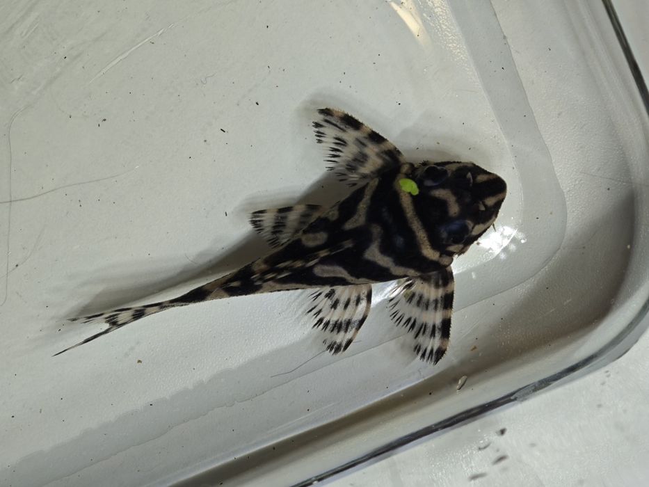 Peixe Ancistrus L236