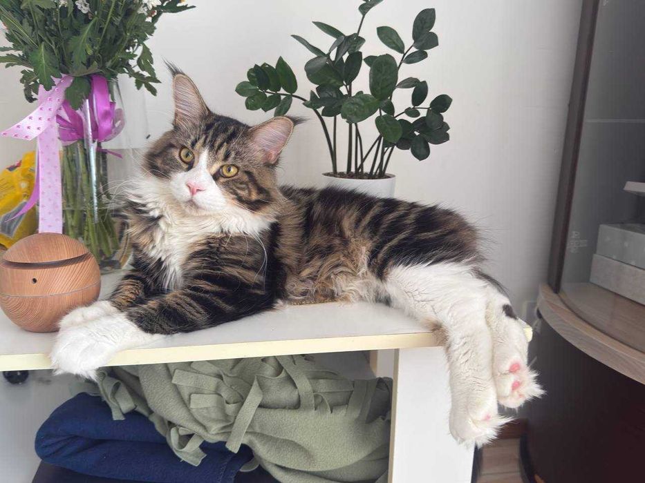 Kocur Maine Coon ,,na kolanka,,