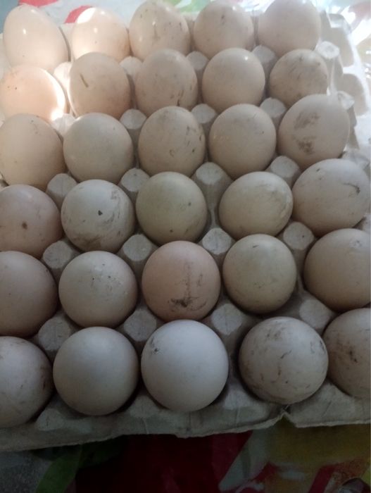 Продам качині яйця