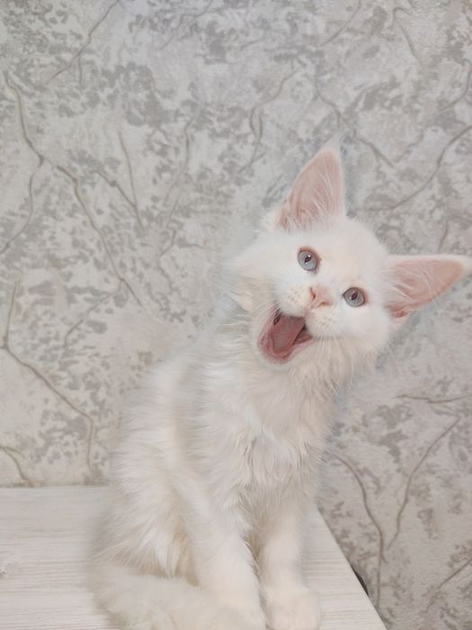 Блакитно ока киця.