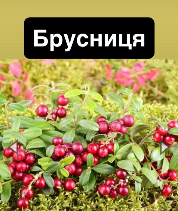 Маракуйя ,ківі,жимолость ,лохина ,шовковиця