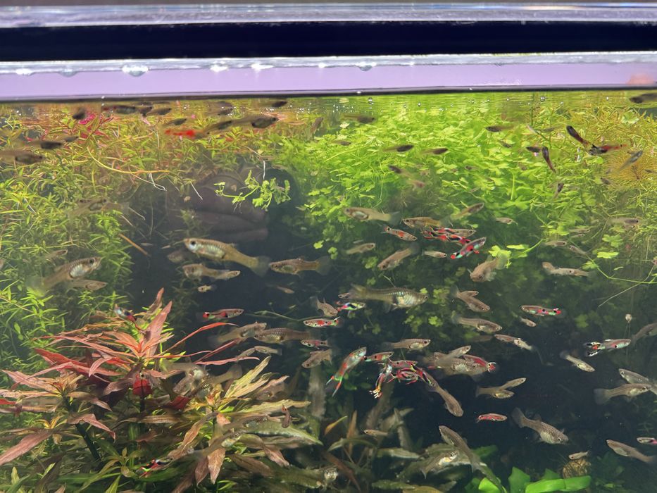Vendo aquario Plantado + movel + Luminaria RGB + filtro+ co2 + todos os acessorios