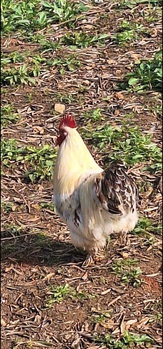 Galo Pekin Bantam.