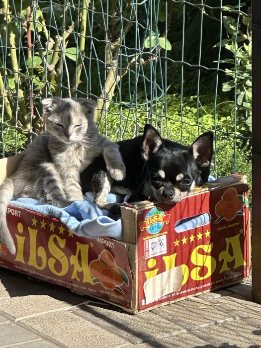 Продам,чіхуахуа .