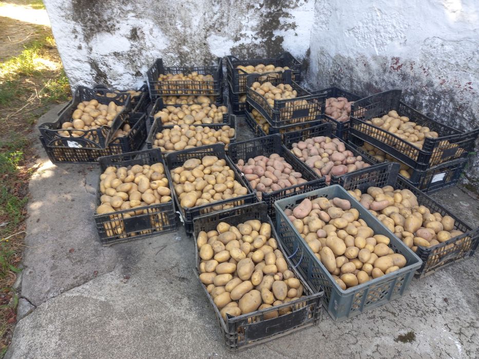 Batatas novas branca e vermelha