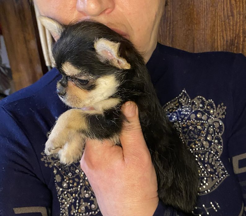 Курносенькая ушастенькая  девочка