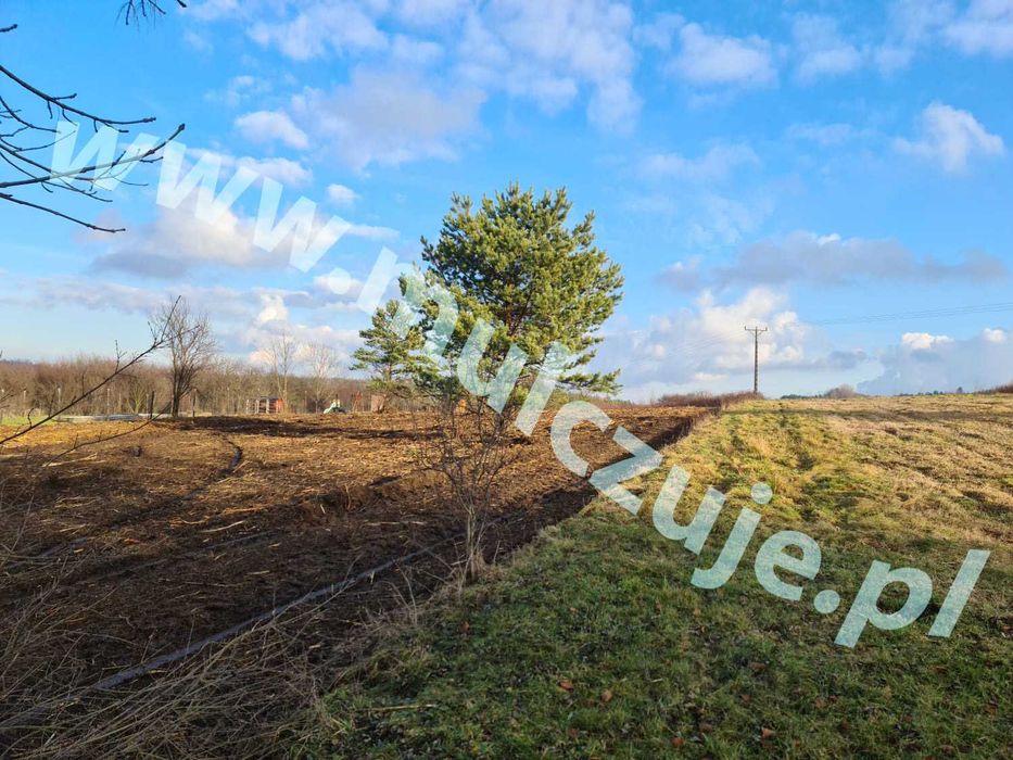 Oczyszczanie działki Myślenice | krzaki, samosiewy, korzenie