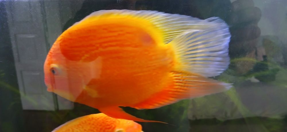 Wymienię na samice Severum Red Duże