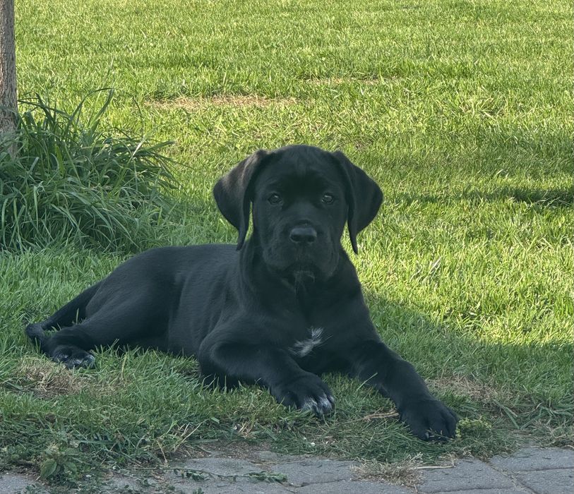 Cane corso suczka czarna