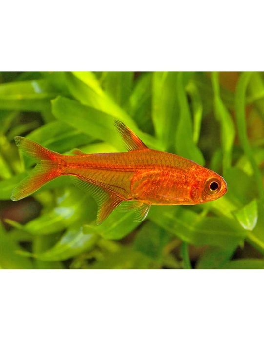 Tetra Ambar (Hyphessobrycon Amandae)