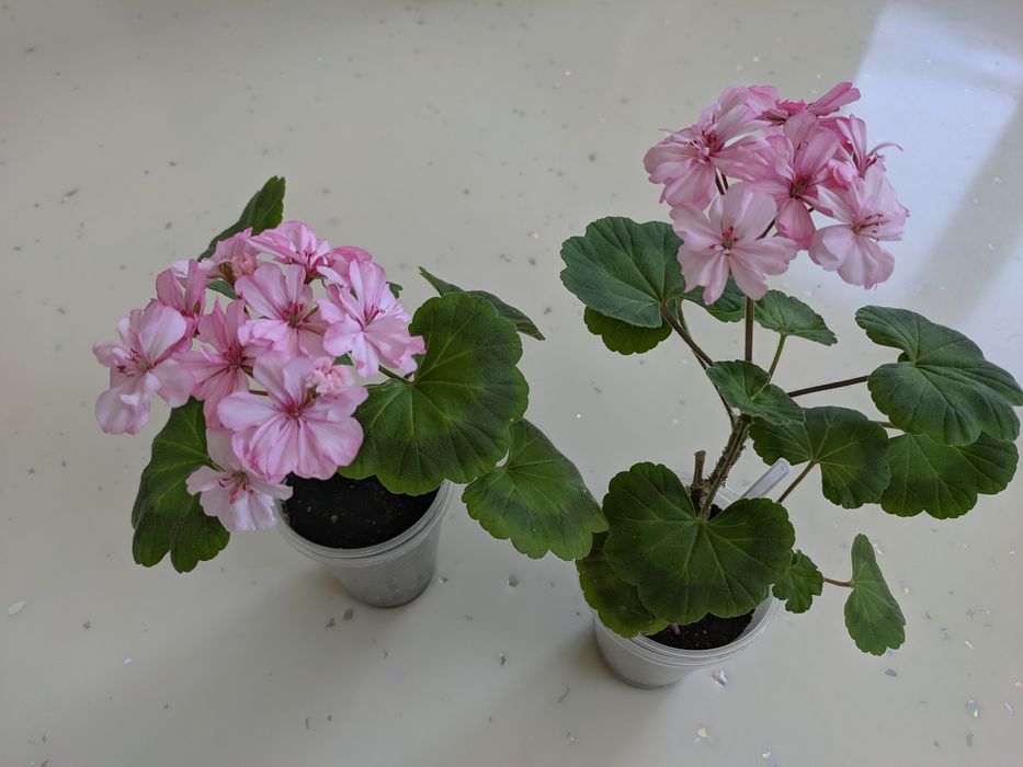 Продается пеларгония, двух видов.