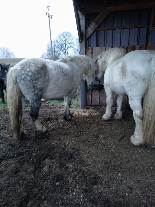 Klacz zimnokrwista, klacze, źrebne