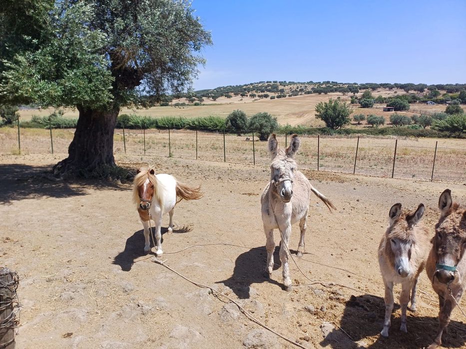 Vende-se casal de burros com filhote e um ponei