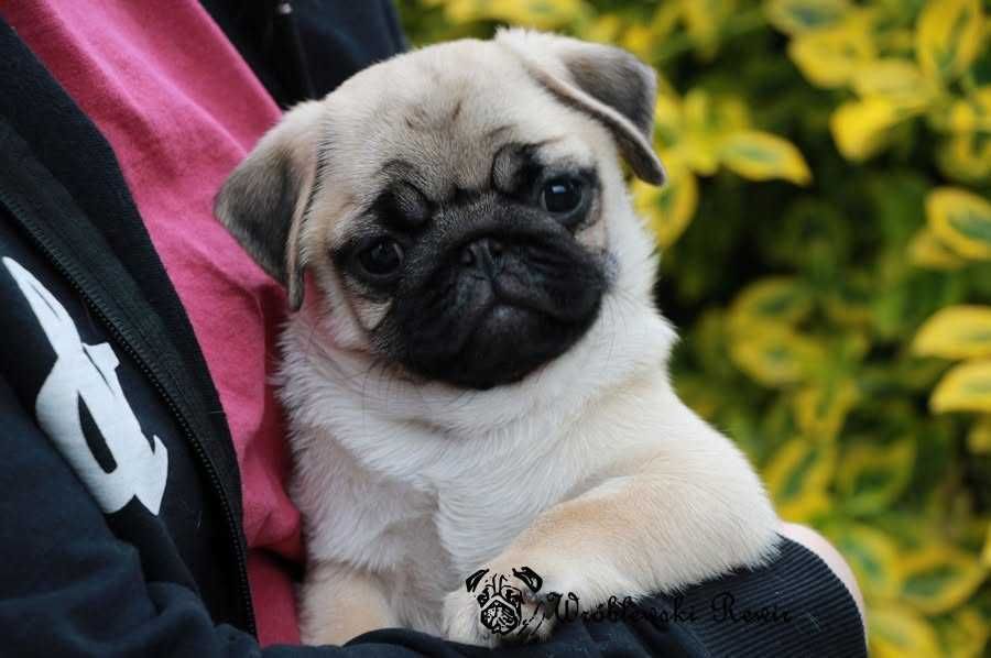 Mops, mopsy - śliczna dziewczynka, ZKwP / FCI