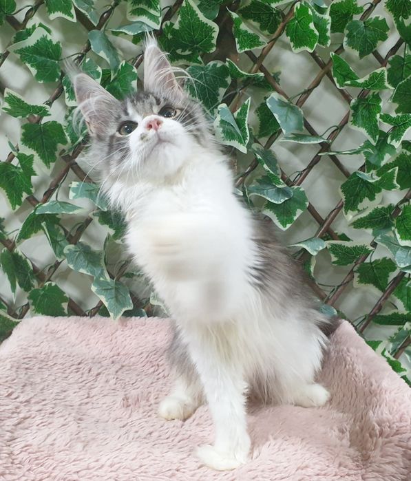 Fêmea Maine Coon com pedigree