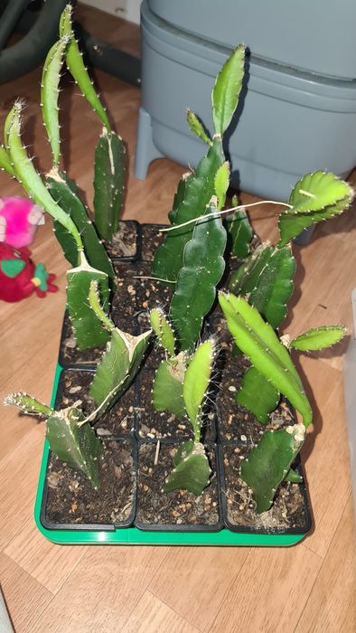 Galho de planta pitaya (dragonfruit) do Brasil