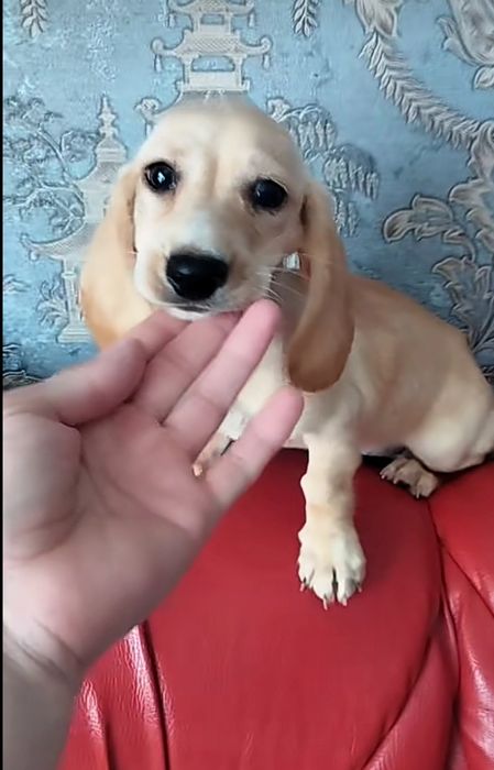 Дівчинка крем  шукає люблячу сім'ю