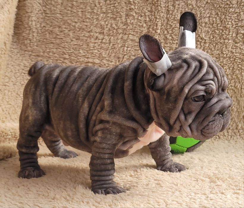 Bardzo słodki chłopiec. Big Rope.