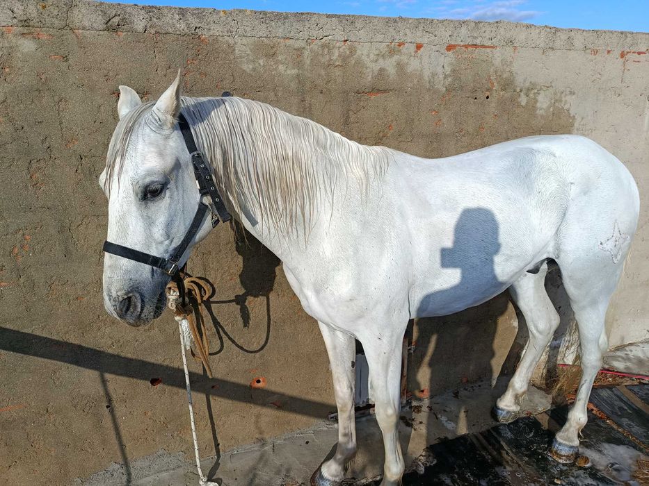 Cavalo capado Pura raça espanhola