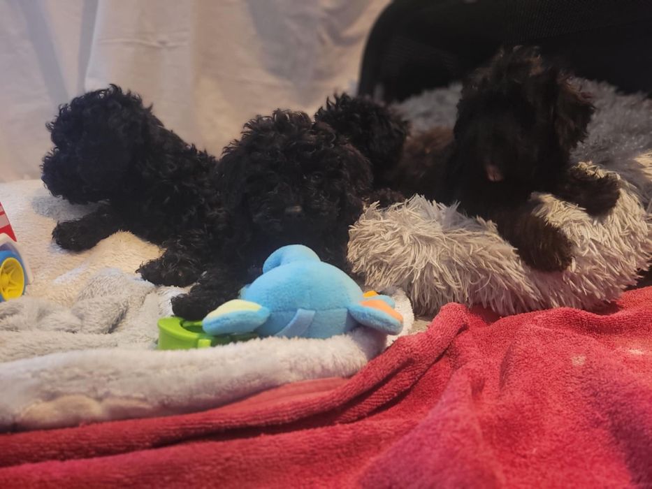 Maltipoo suczka Warszawa pudel maltańczyk