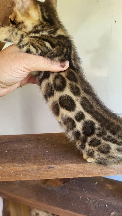 Бенгалы от клубных родителей.