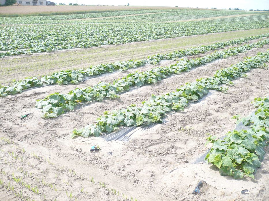 folia do ściółkowania pod  ogórki mulczowanie 1,2m  x1000m folia na zagony ściółkująca
