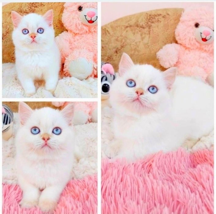 Неймовірна красунечка з очинятами кольору моря