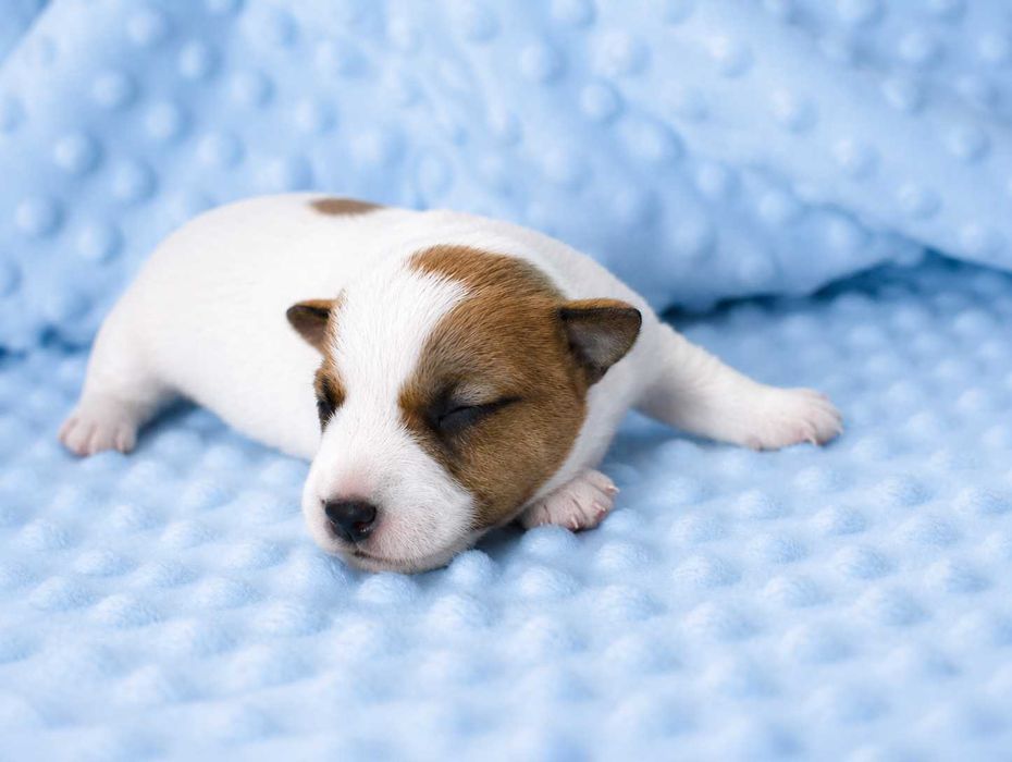 Jack Russell Terrier piękny piesek z dokumentami Moris