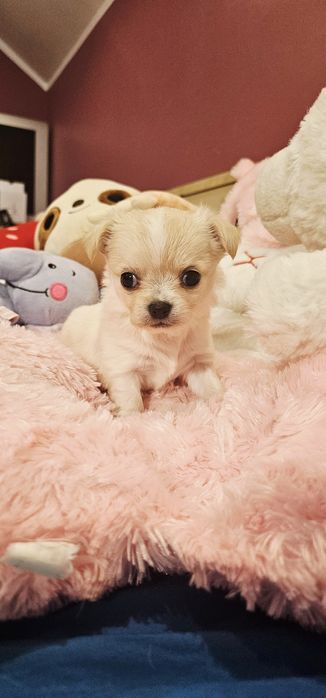 Janusz chihuahua Łążynek