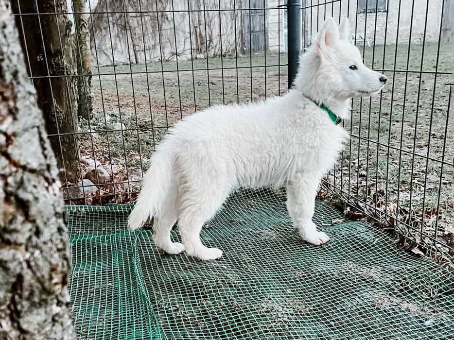 Biały Owczarek Szwajcarski Szczeniak Hodowla Pies