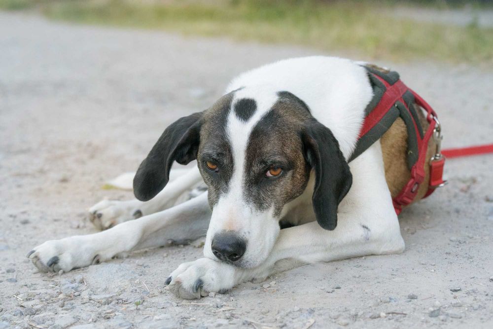 Karl - duży, aktywny w typie pointera