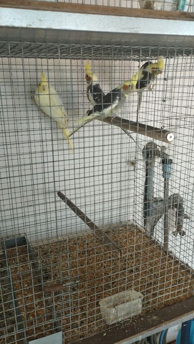 Lindos filhotes de caturra  nascido em Maio