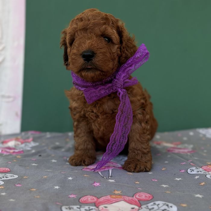 шикарний хлопчик у забарвленні RED BRAUN.