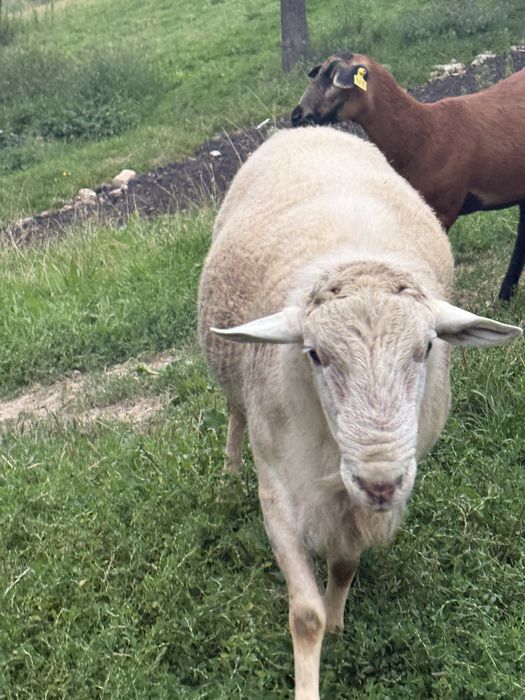 Barany Barbados Nolan