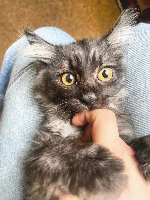 Віддам котика нибелунг