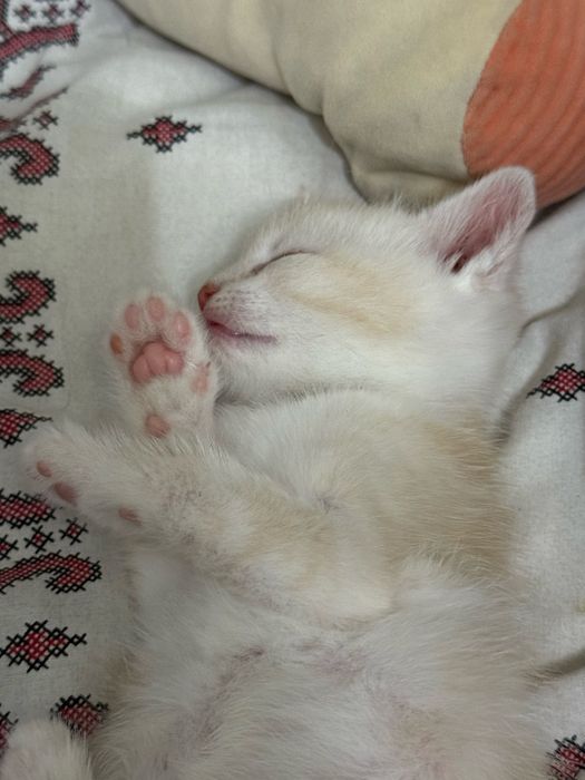 Котенятко шукає люблячу сімʼю