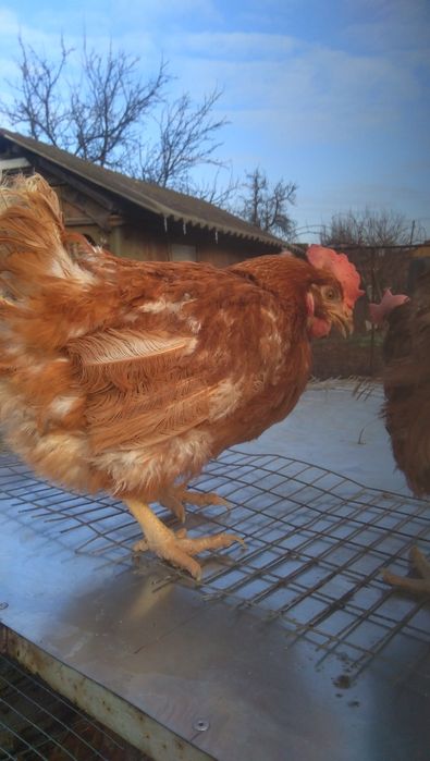 Курка кури 100 грн за штуку з доставкою