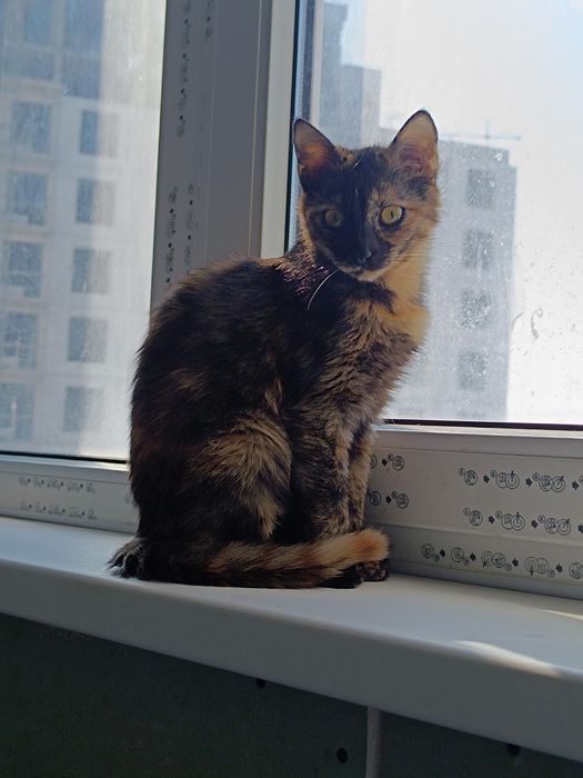 Невезучая Ниндзя бесплатно