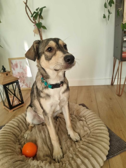 Półroczny Silver poleca się do adopcji