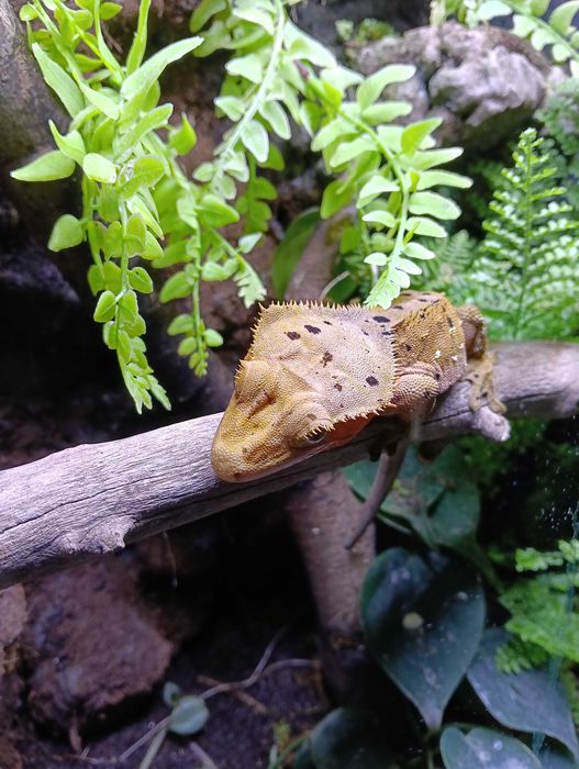 Zestaw Gekon Orzęsiony Red Dalmatian + terrarium
