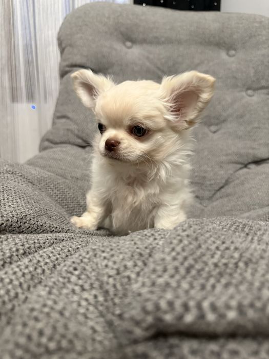 Chihuahua z prawdziwym rodowodem  FCI