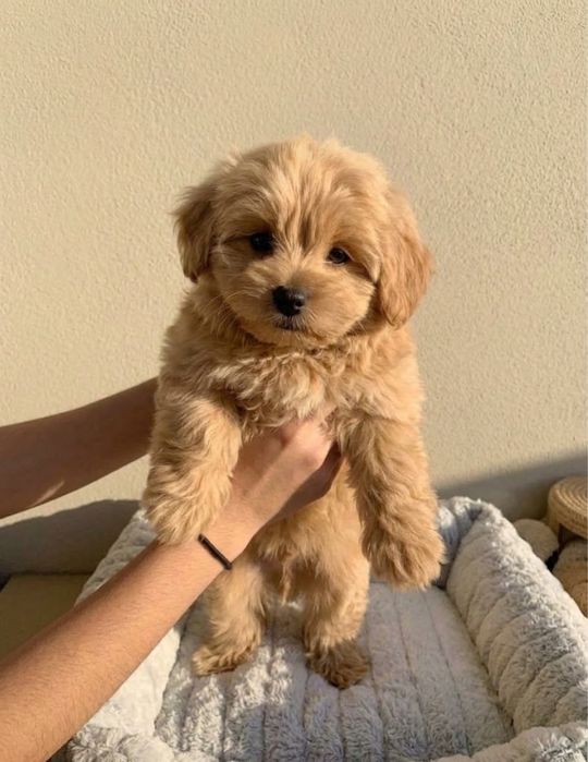 Maltipoo  piekna ksieżniczka rodowód badania wyprawka