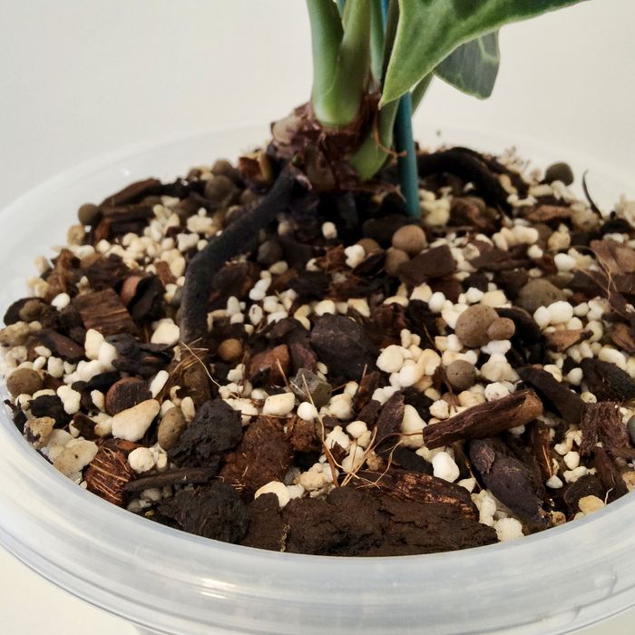 Antúrio clarinervium// planta interior