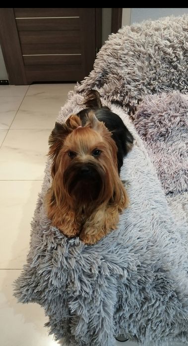 Yorkshire Terrier York piesek samiec rodowód