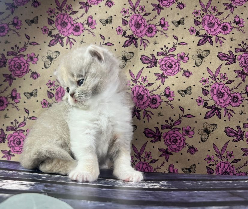 Kocięta brytyjskie kotki kocurki koty kocury długowłose FPL WCF