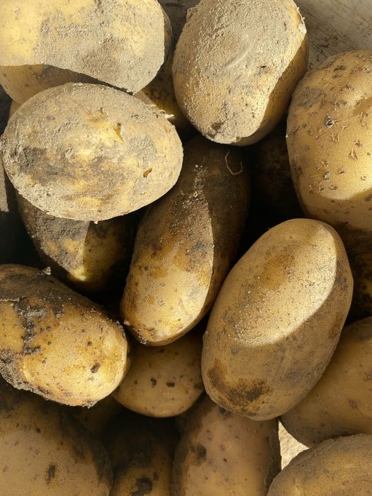 Ziemniaki odmiana vineta 1.20 zl za kg
